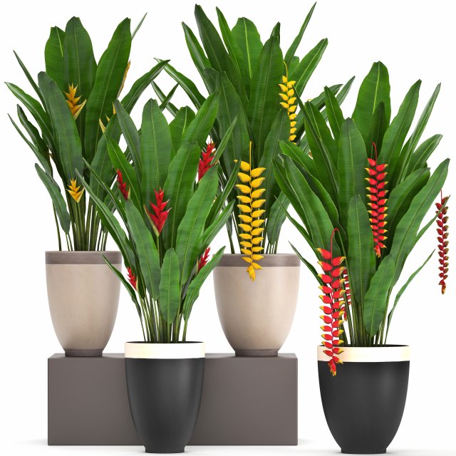 collection exotic plants heliconia Modelo 3D .c4d .max .obj .3ds .fbx .stl .blend 