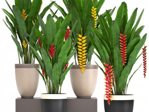 collection exotic plants heliconia 3D Model
