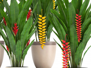 collection exotic plants heliconia Modelo 3D