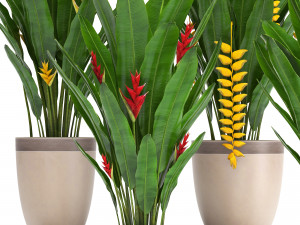 collection exotic plants heliconia Modelo 3D