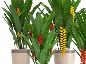 collection exotic plants heliconia Modelo 3D