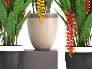 collection exotic plants heliconia Modelo 3D