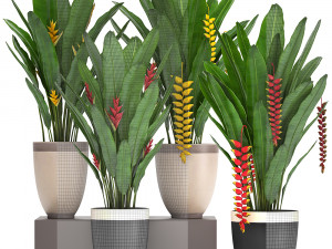 collection exotic plants heliconia Modelo 3D