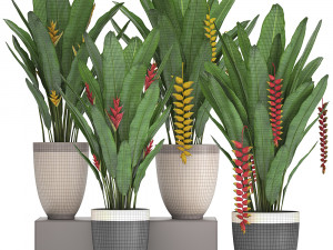 collection exotic plants heliconia Modelo 3D