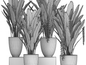 collection exotic plants heliconia Modelo 3D