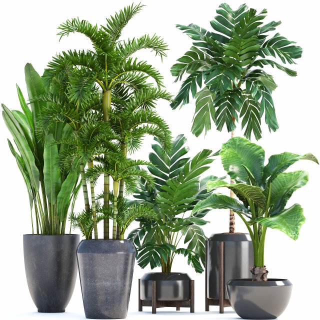 collection exotic plants Modelo 3D .c4d .max .obj .3ds .fbx .stl .blend 