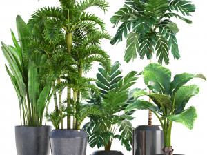 collection exotic plants 3D 모델