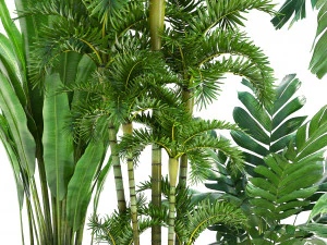 collection exotic plants 3D Model