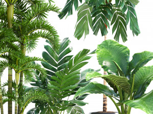 collection exotic plants Modelo 3D
