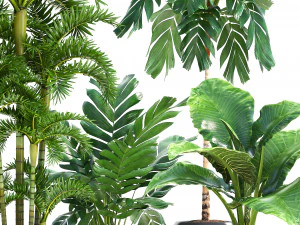 collection exotic plants 3D Model