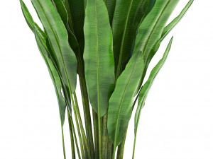 collection exotic plants Modelo 3D