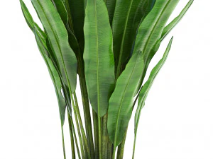 collection exotic plants 3D Model