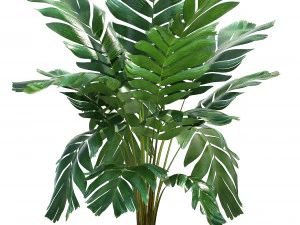 collection exotic plants 3D Model