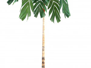 collection exotic plants 3D Model