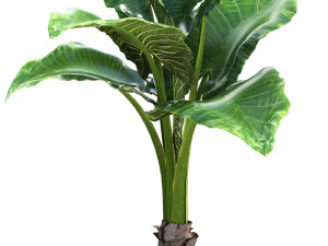 collection exotic plants 3D Model