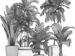 collection exotic plants 3D Model