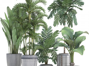 collection exotic plants Modelo 3D