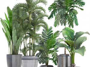 collection exotic plants 3D Model