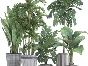 collection exotic plants 3D Model