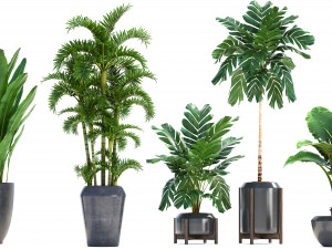collection exotic plants Modelo 3D