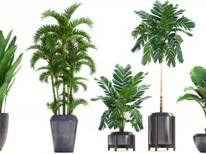 collection exotic plants 3D Model