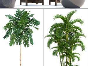 collection exotic plants Modelo 3D