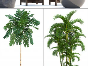 collection exotic plants 3D Model
