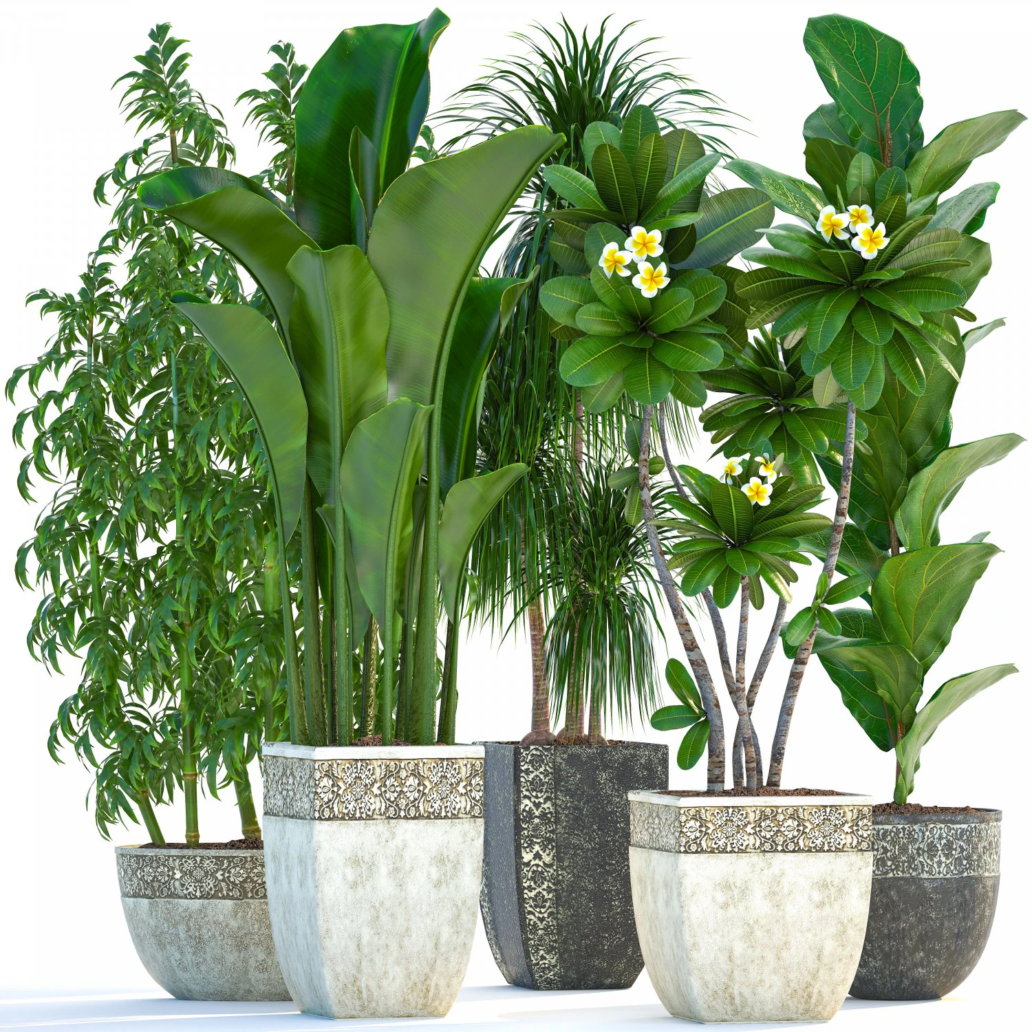 collection exotic plants 3D Model .c4d .max .obj .3ds .fbx .stl .blend 