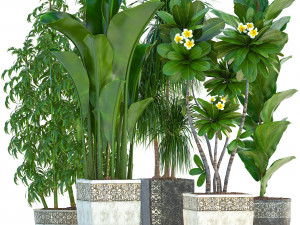 collection exotic plants 3D Model