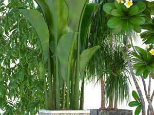 collection exotic plants 3D Model