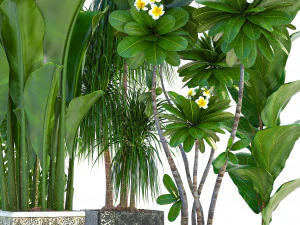 collection exotic plants 3D Model