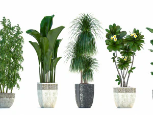 collection exotic plants 3D Model