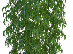 collection exotic plants 3D Model