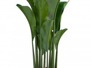 collection exotic plants 3D Model