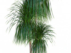collection exotic plants 3D Model