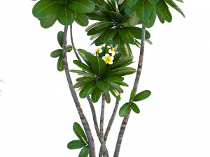 collection exotic plants 3D Model