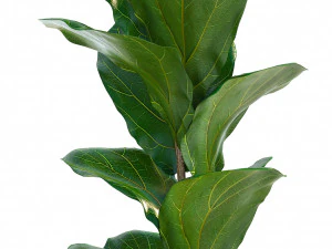 collection exotic plants 3D Model