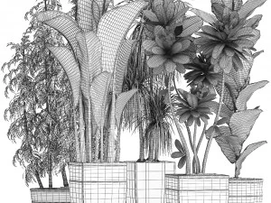 collection exotic plants 3D Model