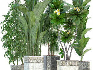 collection exotic plants 3D Model