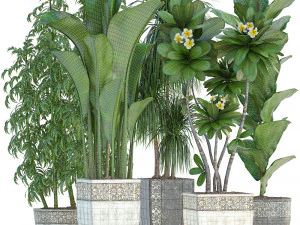 collection exotic plants 3D Model