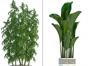 collection exotic plants 3D Model
