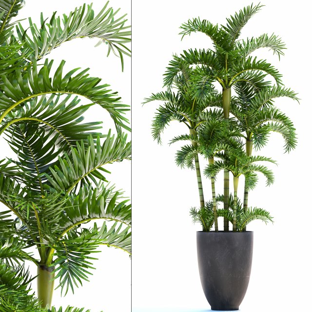 palm in pot Model 3D .c4d .max .obj .3ds .fbx .stl .blend 