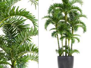 palm in pot Model 3D