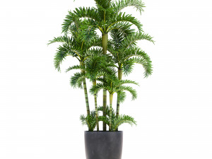 palm in pot Model 3D