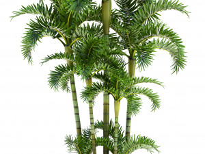 palm in pot Model 3D