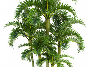 palm in pot Model 3D