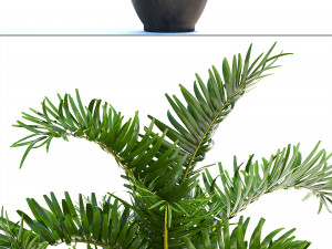 palm in pot Model 3D