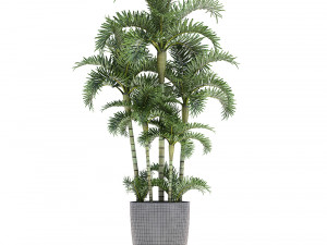 palm in pot Model 3D