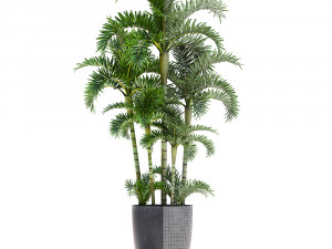 palm in pot Model 3D