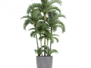 palm in pot Model 3D